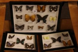Lepidoptery collection in three frames