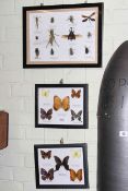 Lepidoptery and Entymology specimens in three frames