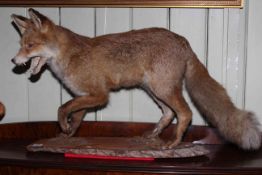 Taxidermy of fox on wood plinth