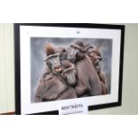 Jozef De Fraine, Ape Family, photograph,