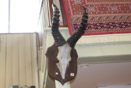 Set of animal horns on shield shaped wood mount