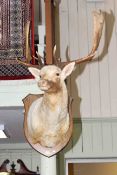 Taxidermy of a fallow deer on shield shaped wood mount