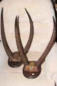 Two sets of animal horns on oval wood mounts