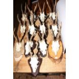 Collection of mounted horns