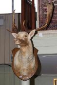 Taxidermy of fallow deer head and antlers on shield mount