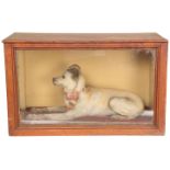 A VICTORIAN TAXIDERMY TERRIER, modelled in recumbent pose, wearing a tartan ribbon collar,