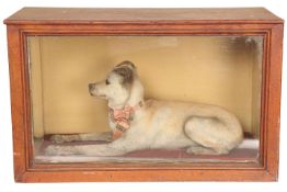 A VICTORIAN TAXIDERMY TERRIER, modelled in recumbent pose, wearing a tartan ribbon collar,