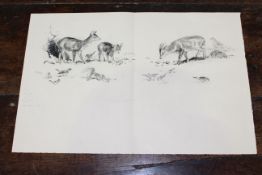 EILEEN ALICE SOPER (1905-1990), FIVE SHEETS OF PENCIL SKETCHES OF VARIOUS ANIMALS AND BIRDS,