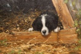 NEVILLE BARKER (1949-2008), COLLIE PUP WATCHING A LADYBIRD, signed, oil on canvas, framed.