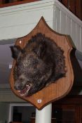 Taxidermy of boars head on mahogany shield shaped mount