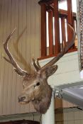Taxidermy of stags head