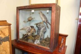 Cased taxidermy with kingfisher and other birds