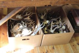 Two boxes of antlers (approximately forty)