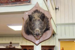 Shield mounted boars head