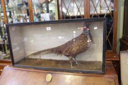 Cased taxidermy pheasant