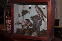 Taxidermy: Case containing birds