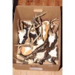 Collection of twelve mounted antlers