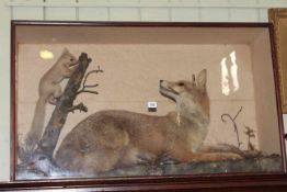 Large taxidermy of a resting fox and red squirrel in glazed case