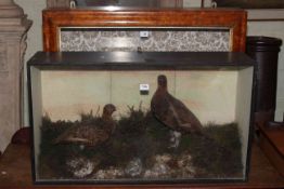 Taxidermy of two grouse,