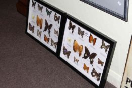 Lepidoptery collection in two frames