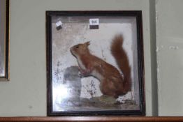 Cased taxidermy of a red squirrel