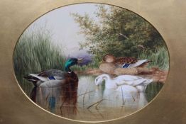 CHARLES EDWARD BRITTAN, DUCKS ON A POND, signed, oval, watercolour, framed. 17.