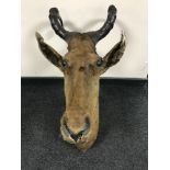 A taxidermy Hartebeest head