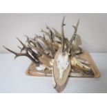 Eleven taxidermy Rowe buck skulls mounted on shields