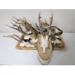 Eleven taxidermy Rowe buck skulls mounted on shields