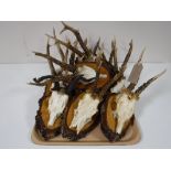 A tray of eleven roe deer skulls with antlers mounted on boards