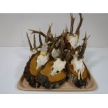A tray of eleven roe deer skulls with antlers mounted on boards