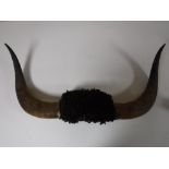 A set of bison horns