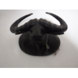 A Black Forest style carved buffalo head