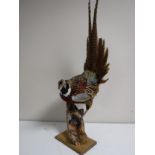 A taxidermy pheasant