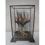 A taxidermy Kingfisher in display case