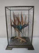 A taxidermy Kingfisher in display case