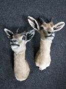 Two taxidermy gazelle heads