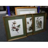Three gilt framed coloured prints, birds,