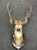 A taxidermy stag's head mounted on shield by Rowland Ward,