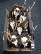 A box of nine roe deer skulls mounted on boards