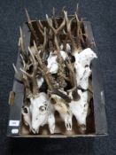 A box of a quantity of roe deer skulls