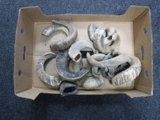 A box of rams horns