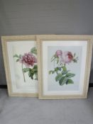 Two framed prints of flowers in ornate cream frames