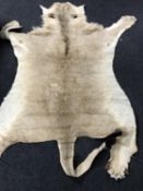 An early 20th century taxidermy lion skin rug, adult female,
