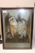 A late Victorian taxidermy barn owl in glazed display case