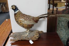 A taxidermy pheasant on naturalistic log base