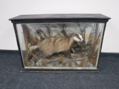 A late Victorian taxidermy badger in display case
