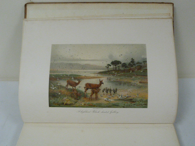 MILLAIS J. G. British Deer & Their Horns. Illus. Quarto. Worn cond. in poor bdg. - Image 2 of 2