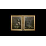 Flamingos and Blue Cranes Framed Pictures Pair.