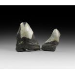 Natural History - Megalodon Fossil Shark Tooth Group